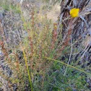 Hibbertia calycina at Isaacs, ACT - 25 Jun 2022