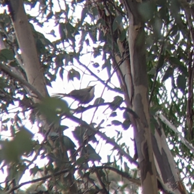 Pomatostomus temporalis temporalis (Grey-crowned Babbler) at Mullengandra, NSW - 24 Jun 2022 by Darcy