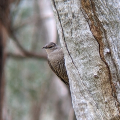 Climacteris picumnus (Brown Treecreeper) at Mullengandra, NSW - 24 Jun 2022 by Darcy