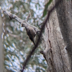 Climacteris picumnus victoriae at Mullengandra, NSW - suppressed