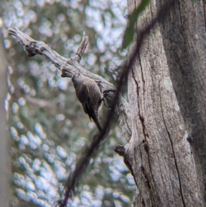 Climacteris picumnus victoriae at Mullengandra, NSW - suppressed