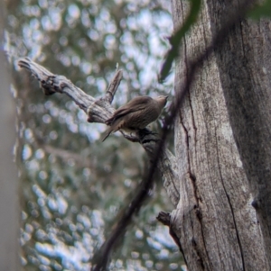 Climacteris picumnus victoriae at Mullengandra, NSW - suppressed