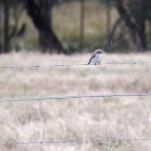 Microeca fascinans at Mullengandra, NSW - suppressed