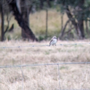 Microeca fascinans at Mullengandra, NSW - suppressed