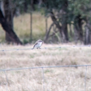 Microeca fascinans at Mullengandra, NSW - suppressed