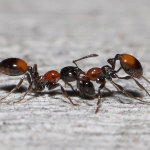 Chelaner kiliani at Acton, ACT - 24 Jun 2022 12:50 PM