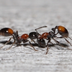 Chelaner kiliani (Kilian's ant) at Acton, ACT - 24 Jun 2022 by TimL