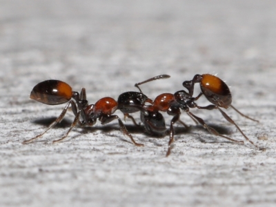 Chelaner kiliani (Kilian's ant) at Acton, ACT - 24 Jun 2022 by TimL