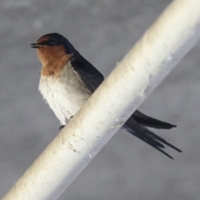 Hirundo neoxena (Welcome Swallow) at Umbagong District Park - 25 Jun 2022 by AlisonMilton