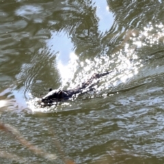 Hydromys chrysogaster (Rakali or Water Rat) at Umbagong District Park - 25 Jun 2022 by AlisonMilton