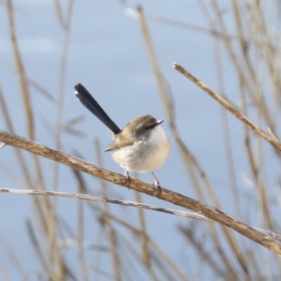 Malurus cyaneus (Superb Fairywren) at Umbagong District Park - 25 Jun 2022 by AlisonMilton