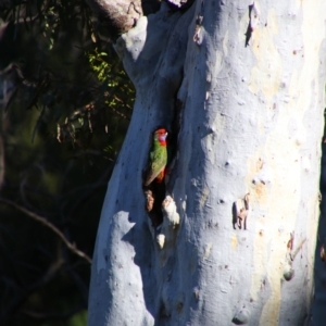 Platycercus elegans at Acton, ACT - 25 Jun 2022