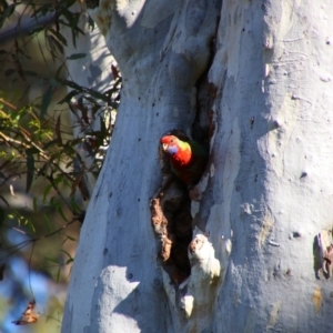 Platycercus elegans at Acton, ACT - 25 Jun 2022 11:26 AM