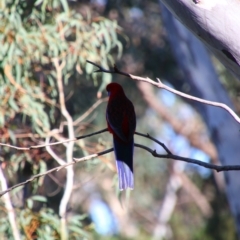 Platycercus elegans at Acton, ACT - 25 Jun 2022