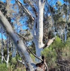 Platycercus elegans at Acton, ACT - 25 Jun 2022