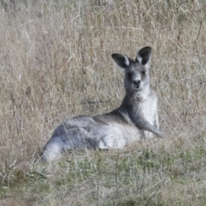 Macropus giganteus at Latham, ACT - 25 Jun 2022