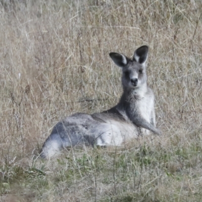 Macropus giganteus (Eastern Grey Kangaroo) at Umbagong District Park - 25 Jun 2022 by AlisonMilton