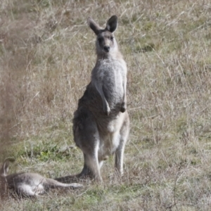 Macropus giganteus at Latham, ACT - 25 Jun 2022