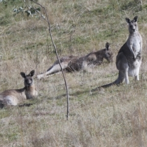 Macropus giganteus at Latham, ACT - 25 Jun 2022