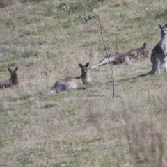 Macropus giganteus at Latham, ACT - 25 Jun 2022