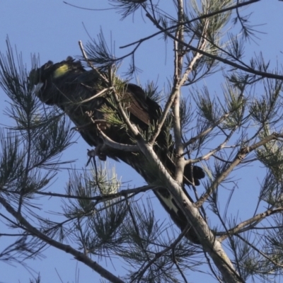 Zanda funerea (Yellow-tailed Black-Cockatoo) at Flynn, ACT - 25 Jun 2022 by AlisonMilton