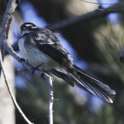 Rhipidura albiscapa (Grey Fantail) at Melba, ACT - 25 Jun 2022 by AlisonMilton