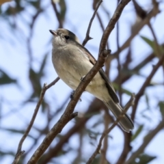 Pachycephala pectoralis (Golden Whistler) at Umbagong District Park - 25 Jun 2022 by AlisonMilton