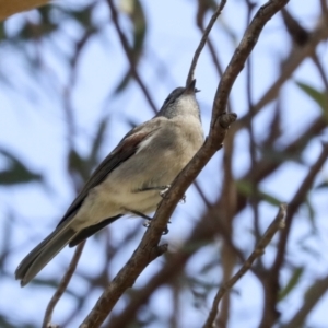 Pachycephala pectoralis at Latham, ACT - 25 Jun 2022