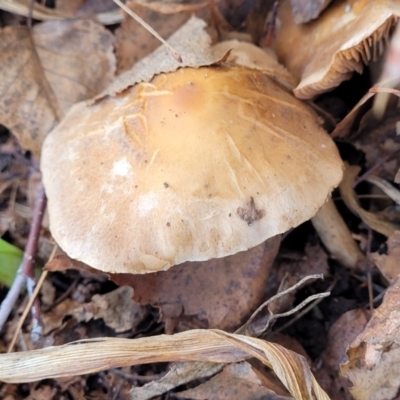 Unidentified Cap on a stem; gills below cap [mushrooms or mushroom-like] at Bungendore, NSW - 25 Jun 2022 by trevorpreston
