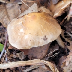 Unidentified Cap on a stem; gills below cap [mushrooms or mushroom-like] (TBC) at Bungendore, NSW - 25 Jun 2022 by trevorpreston