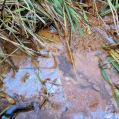 Iron Bacteria at Coree, ACT - 25 Jun 2022