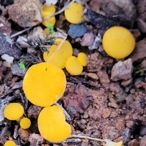 Phaeohelotium (Discinella terrestris aggregate) at Coree, ACT - 25 Jun 2022