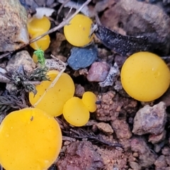 Phaeohelotium (Discinella terrestris aggregate) at Coree, ACT - 25 Jun 2022