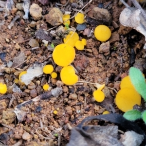 Phaeohelotium (Discinella terrestris aggregate) at Woodstock Nature Reserve - 25 Jun 2022 04:32 PM