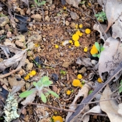 Phaeohelotium (Discinella terrestris aggregate) at Woodstock Nature Reserve - 25 Jun 2022 04:32 PM