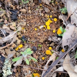 Phaeohelotium (Discinella terrestris aggregate) at Coree, ACT - 25 Jun 2022