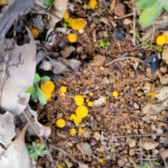 Phaeohelotium (Discinella terrestris aggregate) at Woodstock Nature Reserve - 25 Jun 2022 04:32 PM