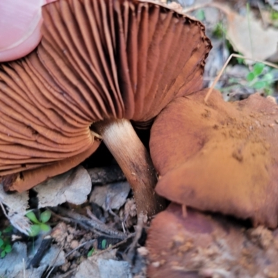 Unidentified Cap on a stem; gills below cap [mushrooms or mushroom-like] at Coree, ACT - 25 Jun 2022 by trevorpreston