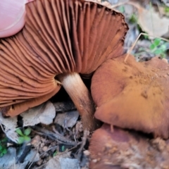 Unidentified Cap on a stem; gills below cap [mushrooms or mushroom-like] (TBC) at Coree, ACT - 25 Jun 2022 by trevorpreston