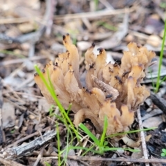 Clavulina sp. (A coral fungus) at Coree, ACT - 25 Jun 2022 by trevorpreston