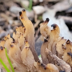 Clavulina sp. at Woodstock Nature Reserve - 25 Jun 2022