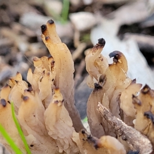 Clavulina sp. at Woodstock Nature Reserve - 25 Jun 2022