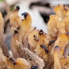 Clavulina sp. at Woodstock Nature Reserve - 25 Jun 2022