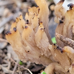 Clavulina sp. at Woodstock Nature Reserve - 25 Jun 2022