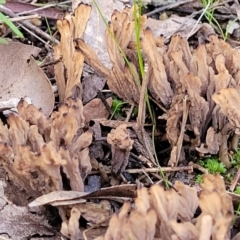 Clavulina sp. at Woodstock Nature Reserve - 25 Jun 2022