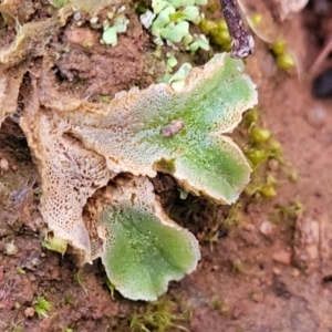 Riccia sp. (genus) at Coree, ACT - 25 Jun 2022