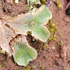 Riccia sp. (genus) at Coree, ACT - 25 Jun 2022