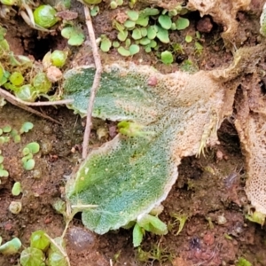Riccia sp. (genus) at Coree, ACT - 25 Jun 2022