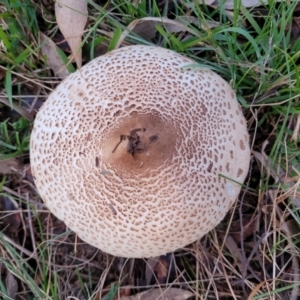 Macrolepiota clelandii at Coree, ACT - 25 Jun 2022