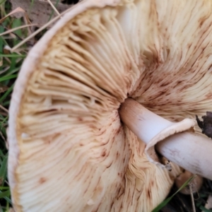 Macrolepiota clelandii at Coree, ACT - 25 Jun 2022